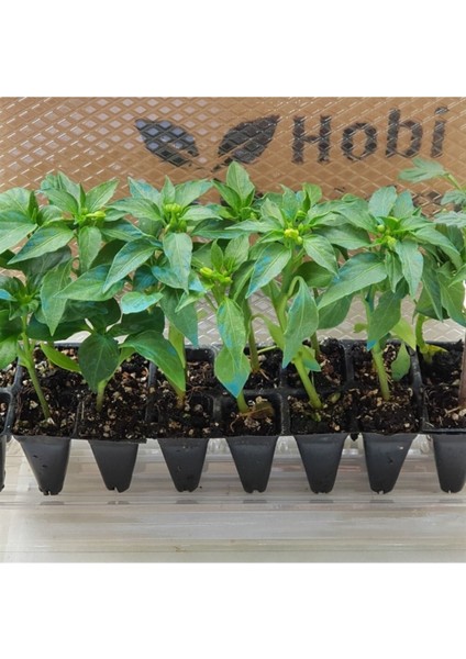 Kıl Biber Fidesi Ekonomik 10 Adet Kıl Biber Çitili Fidesi