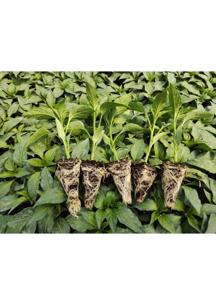 Tatlı Kıl Biber Fidesi Yerli Tohum 10 Adet, Mor Cin Biber Fidesi 1 Adet fiyatları