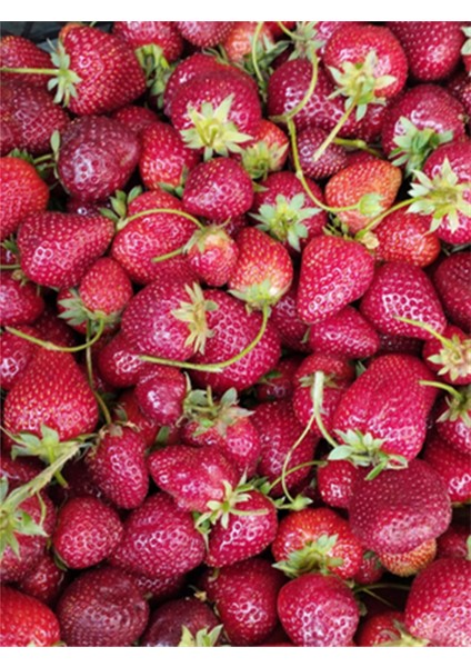 Ev Yapımı Çilek Reçeli (420 gr) modelleri