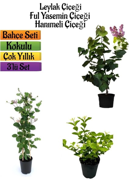 Kokulu Bahçe Seti Leylak Fidanı+Hanımeli Fidanı+Ful Yasemin FIDANI(40-80CM)