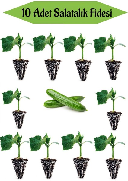 10 Adet Badem Salatalık Fidanı Bahçe Seti