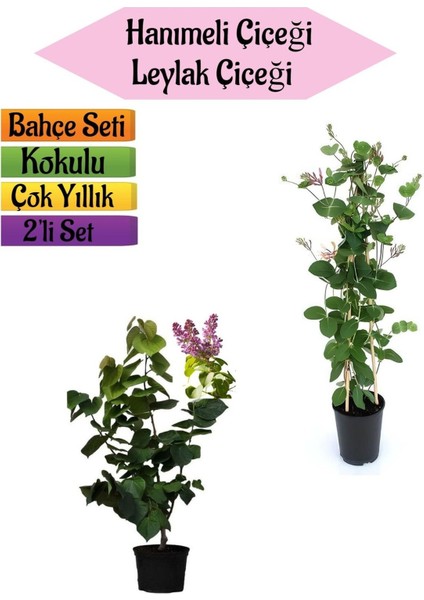 Mis Kokulu Hanımeli Fidanı+Kokulu Leylak Çiçeği FIDANI(40-80CM) 2 Adet Kokulu Bahçe Seti