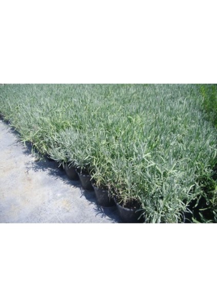 Saksılı Lavanta Fidanı 2 Adet 30-40 cm (Lavandula Intermedia) fiyatları