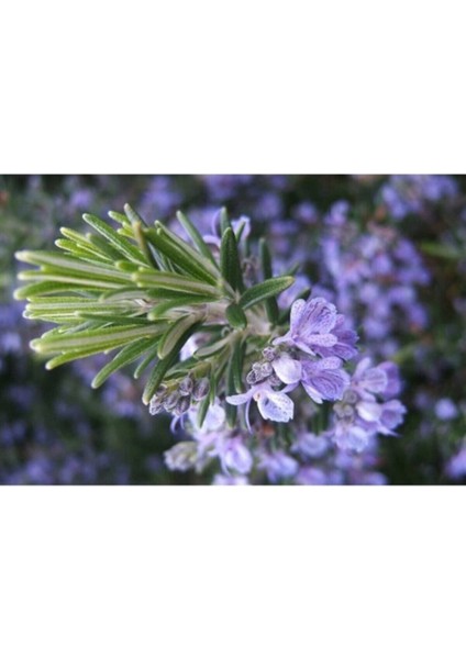 Biberiye Fidanı 3 Adet 20-30 cm (Rosmarinus Officinalis)