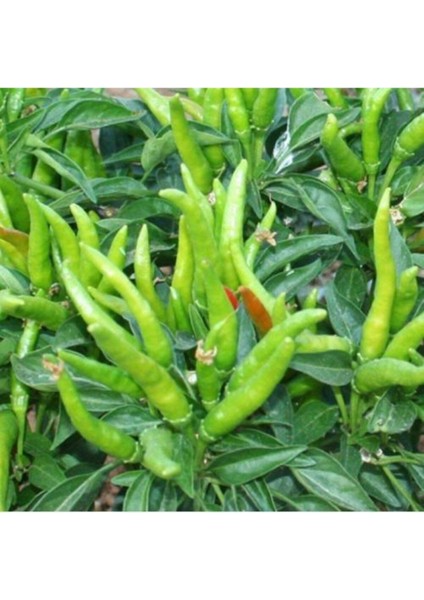 Yediveren Cin Biber Fidesi (10 Adet)