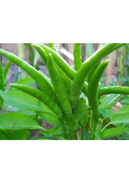 Yediveren Cin Biber Fidesi (10 Adet) fiyatları