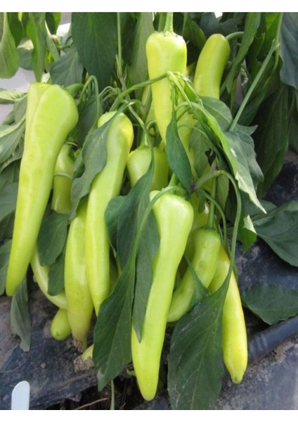 Biber Seti 10 Adet Acı Kıl Biber+ 10 Adet Tatlı Biber Fidesi fırsatları