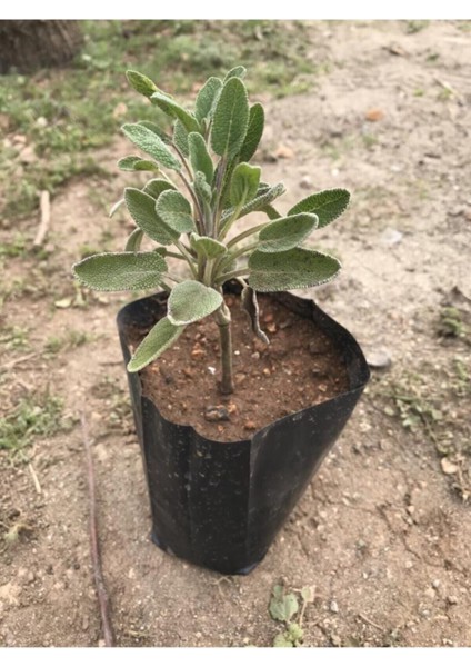Adaçayı Fidanı Fidesi Tüplü 1 Adet 15-25 cm
