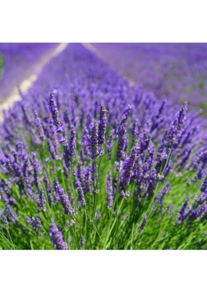 Tüplü Yoğun Kokulu Aromatik Lavanta Fidanı