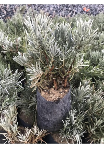 Tüplü Yoğun Kokulu Aromatik Lavanta Fidanı fiyatları