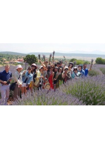 Tüplü Yoğun Kokulu Aromatik Lavanta Fidanı modelleri