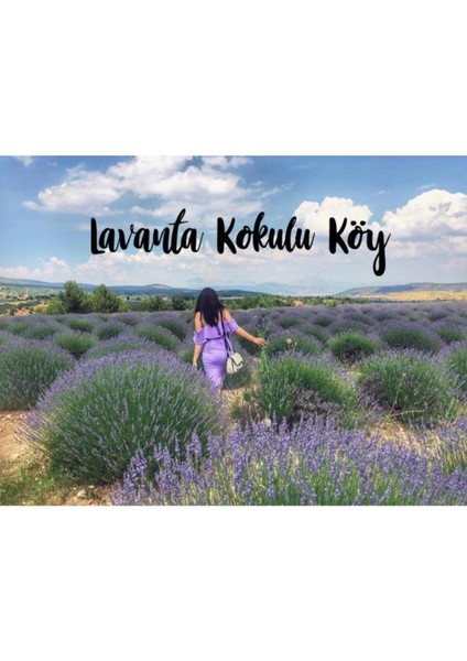 Bahçe Tipi Lavanta Fidanı 3 Adet 15-25 cm Intermedia fırsatları