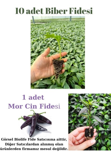 Tatlı Sivri Biber Fidesi Yerli Tohum 10 Adet, Mor Cin Biber Fidesi 1 Adet