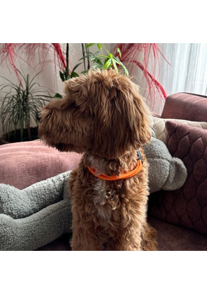 Tasarım Köpek Boyun Kolye Tasma