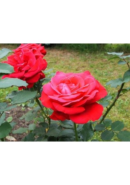 Dame De Coeur [kırmızı Kokulu Iri ] Gül Fidanı modelleri