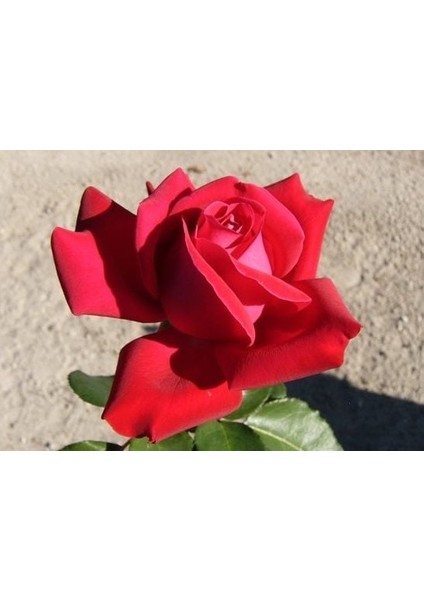 Dame De Coeur [kırmızı Kokulu Iri ] Gül Fidanı fırsatları