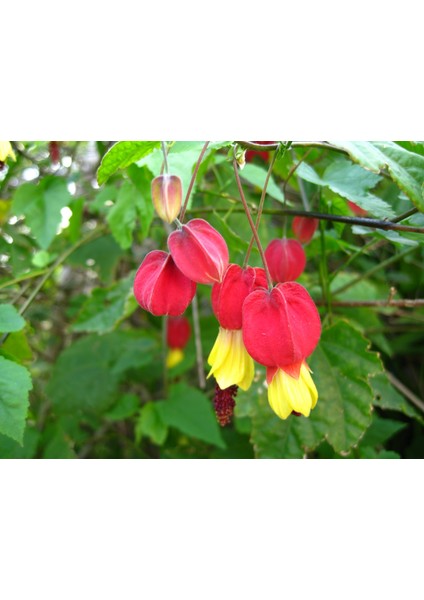 Abutilon megapotamicum (ağaç küpelisi) fidanı 100-130 cm Boy