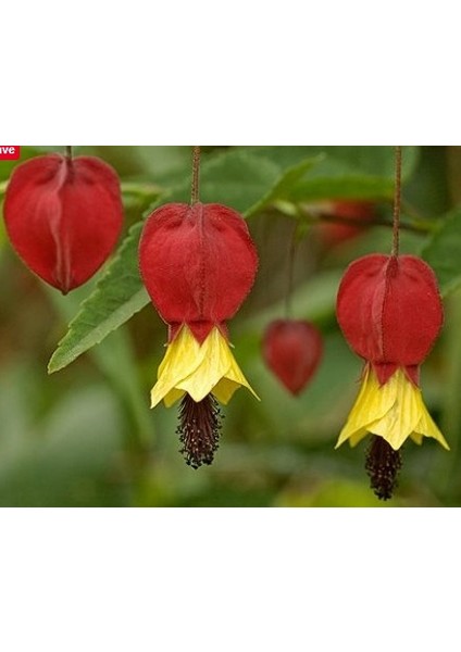 Abutilon megapotamicum (ağaç küpelisi) fidanı 100-130 cm Boy