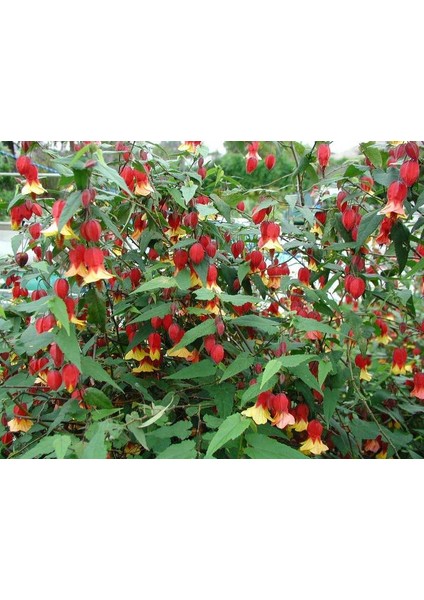 Abutilon megapotamicum (ağaç küpelisi) fidanı 100-130 cm Boy