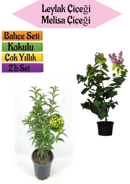 Mis Kokulu Leylak Fidanı+Kokulu Melisa Çiçeği (40-80CM) 2 Adet Kokulu Bahçe Seti