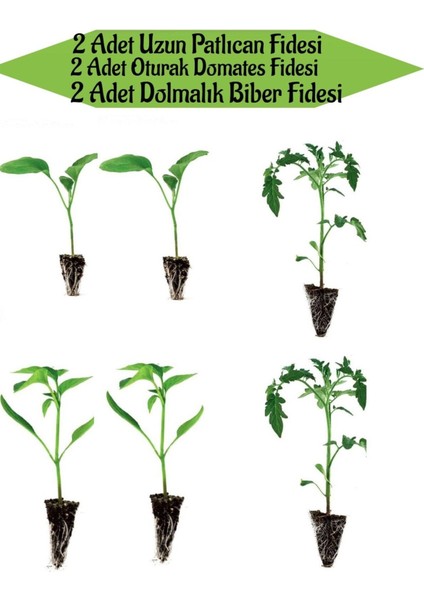 2 Adet Uzun Patlıcan Fidanı+2 Adet Sarı Dolmalık Biber+2 Adet Oturak Domates Fidanı