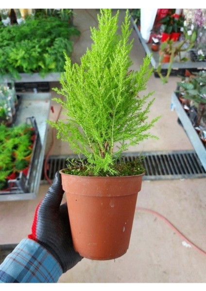 Tüplü ( Salon Çamı ) Limoni Servi Çam Fidanı (14 Lük Saksıda- Boyu 30-40 cm ) Limon Kokulu Çam Fida