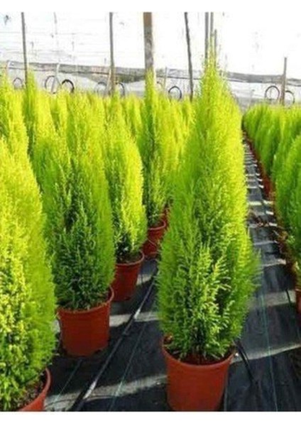 Tüplü ( Salon Çamı ) Limoni Servi Çam Fidanı (14 Lük Saksıda- Boyu 30-40 cm ) Limon Kokulu Çam Fida