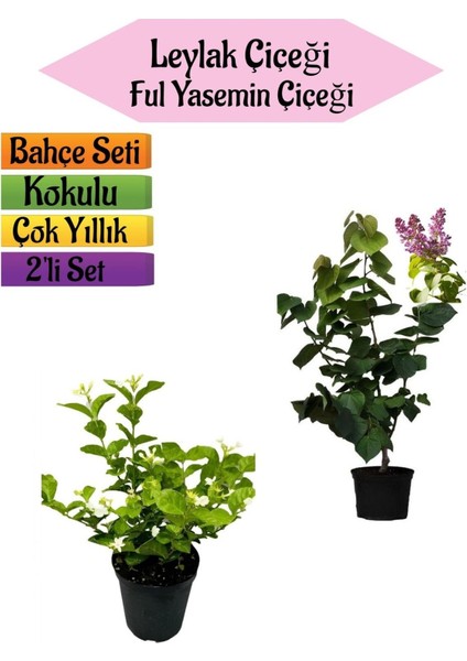 Mis Kokulu Leylak Fidanı+Kokulu Ful Yasemin ÇIÇEĞI(40-80CM) 2 Adet Kokulu Bahçe Seti