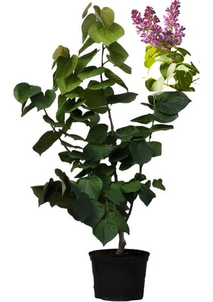 Mis Kokulu Leylak Fidanı+Kokulu Melisa Çiçeği (40-80CM) 2 Adet Kokulu Bahçe Seti