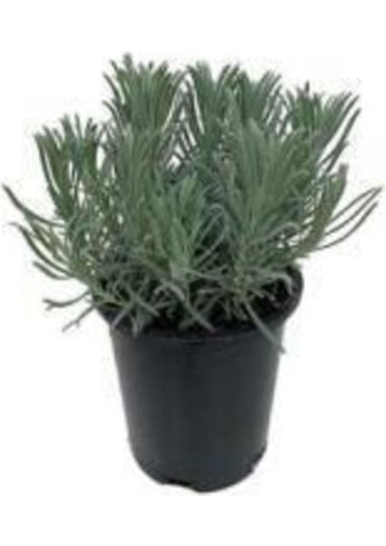 Bitkim Sende Saksılı Lavanta Fidanı 2 Adet 30-40 cm (Lavandula Intermedia)