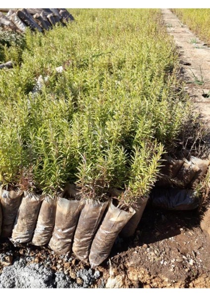 Biberiye Fidanı 3 Adet 20-30 cm (Rosmarinus Officinalis) fiyatları