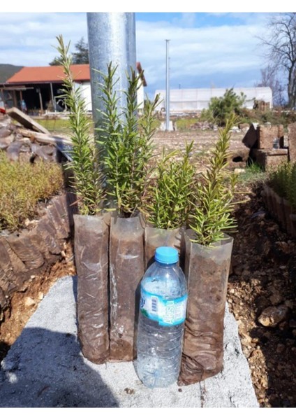 Biberiye Fidanı 3 Adet 20-30 cm (Rosmarinus Officinalis) modelleri