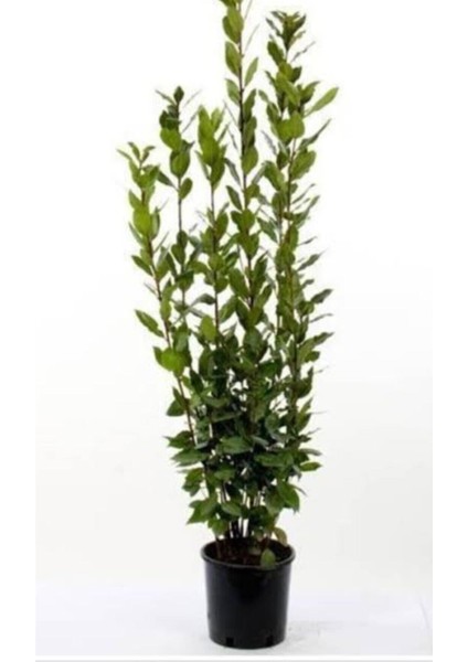 Defne Fidanı Çalısı Fidanı 1 ADET Saksılı/Tüplü 30-60Cm