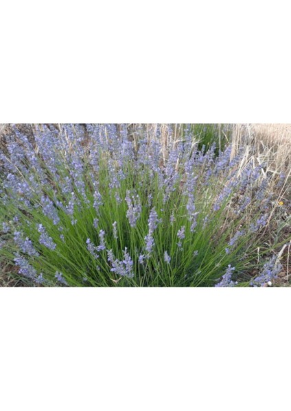 Bahçe Tipi Lavanta Fidanı 3 Adet 15-25 cm Intermedia