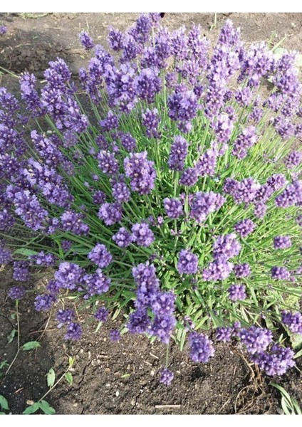 Tüplü Yoğun Kokulu Aromatik Lavanta Fidanı 2 ADET