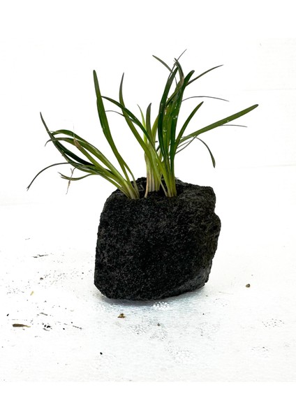 Lav Kayasına Tutturulmuş Ophiopogon Japonicus Minima (Zemin) 3 Kök 4-5 cm