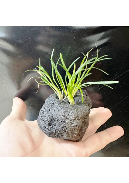 Lav Kayasına Tutturulmuş Ophiopogon Japonicus Minima (Zemin) 3 Kök 4-5 cm fiyatları