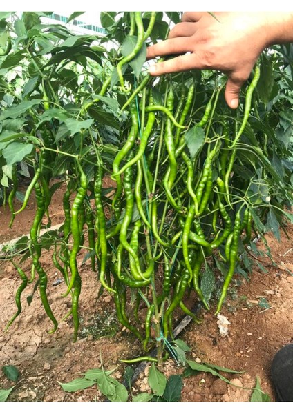 Biber Seti 10 Adet Acı Kıl Biber+ 10 Adet Tatlı Biber Fidesi modelleri