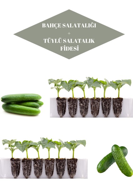 Salatalık Seti 6 Adet Bahçe Salatalığı+6 Adet Tüylü (Turşuluk) Salatalık Fidesi