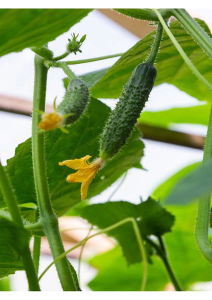 Salatalık Seti 6 Adet Bahçe Salatalığı+6 Adet Tüylü (Turşuluk) Salatalık Fidesi modelleri