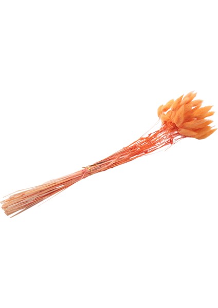 60 Adet Güz Kurutulmuş Çiçekler Tavşan Kurutulmuş Çiçekler Lagurus Ovatus Tavşan Kuyruğu Çim Kurutulmuş Çiçek (Turuncu),декоративные Подарки (Yurt Dışından)
