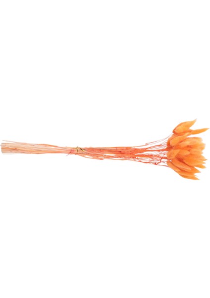 60 Adet Güz Kurutulmuş Çiçekler Tavşan Kurutulmuş Çiçekler Lagurus Ovatus Tavşan Kuyruğu Çim Kurutulmuş Çiçek (Turuncu),декоративные Подарки (Yurt Dışından) fiyatları