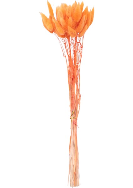 60 Adet Güz Kurutulmuş Çiçekler Tavşan Kurutulmuş Çiçekler Lagurus Ovatus Tavşan Kuyruğu Çim Kurutulmuş Çiçek (Turuncu),декоративные Подарки (Yurt Dışından) modelleri
