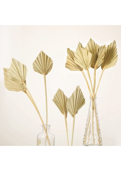 10PCS Boho Kurutulmuş Palm Spears Küçük Doğal Kurutulmuş Palmiye Fanları Dekor Yaprakları,декоративные Подарки (Yurt Dışından) fiyatları