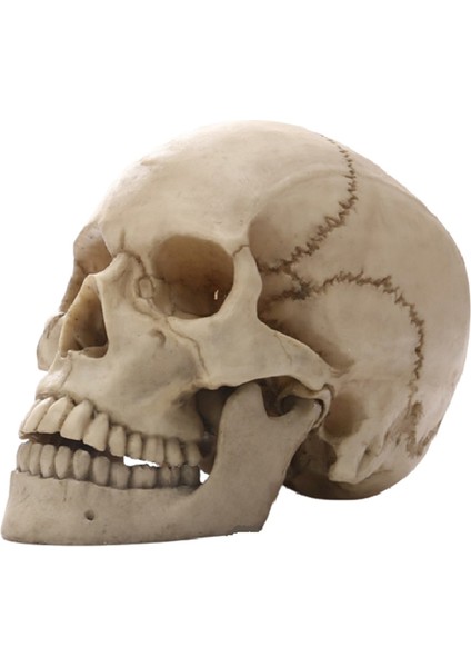 Insan Kafası Kafatası Heykeli Ev Dekor Için Reçine Figürler Cadılar Bayramı Dekor Heykel Tıbbi Öğretim Kroki Modeli El Sanatları (Yurt Dışından)
