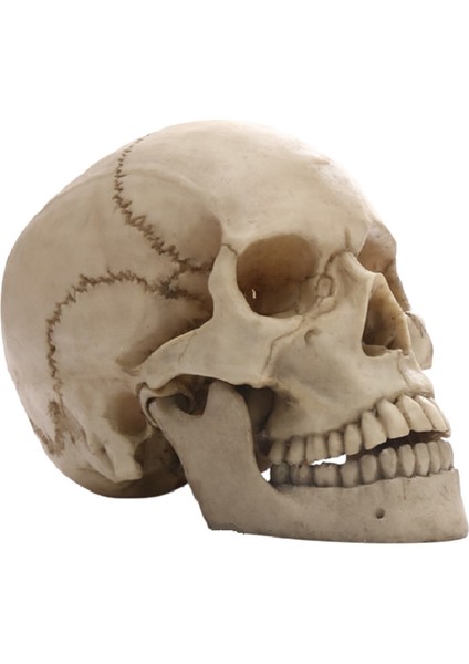 Insan Kafası Kafatası Heykeli Ev Dekor Için Reçine Figürler Cadılar Bayramı Dekor Heykel Tıbbi Öğretim Kroki Modeli El Sanatları (Yurt Dışından) fiyatları