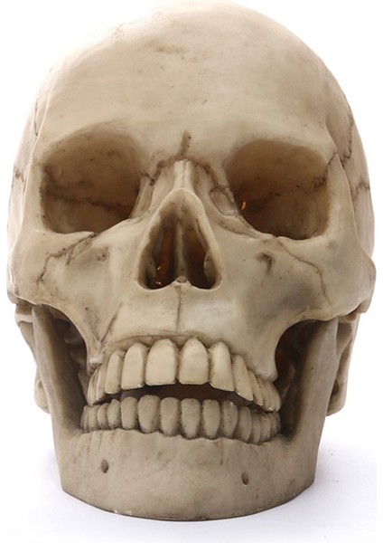 Insan Kafası Kafatası Heykeli Ev Dekor Için Reçine Figürler Cadılar Bayramı Dekor Heykel Tıbbi Öğretim Kroki Modeli El Sanatları (Yurt Dışından) modelleri