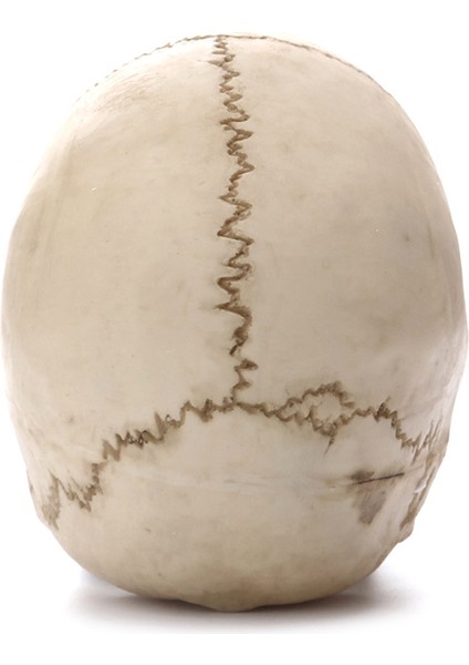 Insan Kafası Kafatası Heykeli Ev Dekor Için Reçine Figürler Cadılar Bayramı Dekor Heykel Tıbbi Öğretim Kroki Modeli El Sanatları (Yurt Dışından) fırsatları