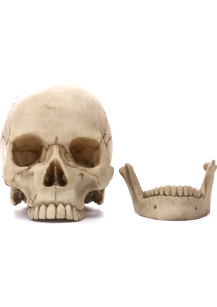 Insan Kafası Kafatası Heykeli Ev Dekor Için Reçine Figürler Cadılar Bayramı Dekor Heykel Tıbbi Öğretim Kroki Modeli El Sanatları (Yurt Dışından) indirimleri