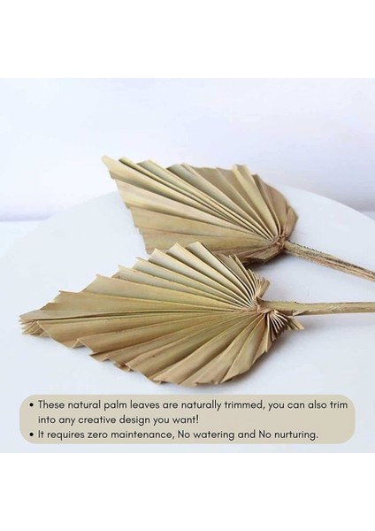 Kurutulmuş Palmiye Yaprakları Paketi 5 Kalp Oval Şekil Mızrak Düğün Evi Partisi Dekorasyon Için Kapalı Açık Durum (Yurt Dışından) indirimleri